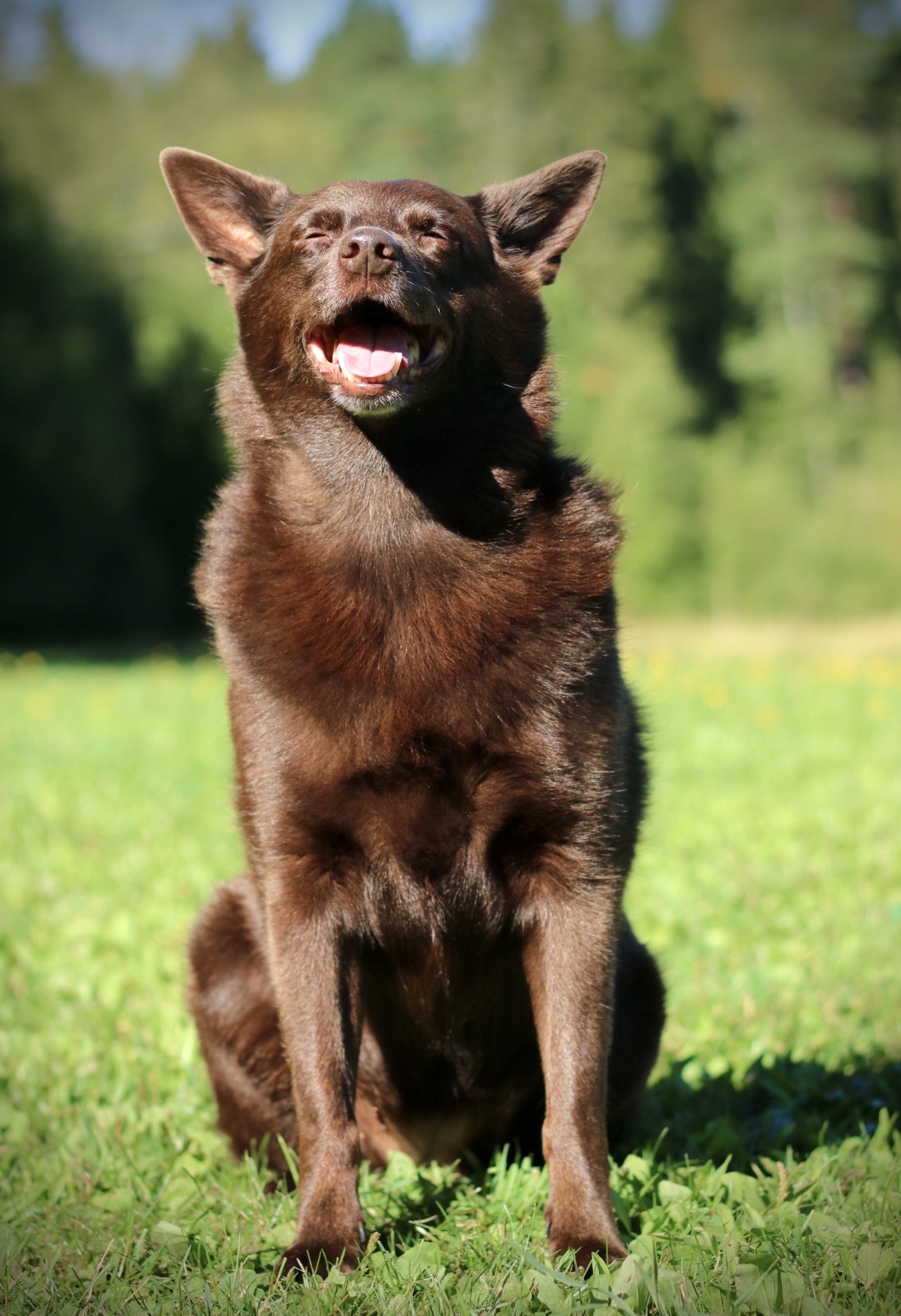 Glad brun hund som sitter på en gräsmatta och kisar mot solen