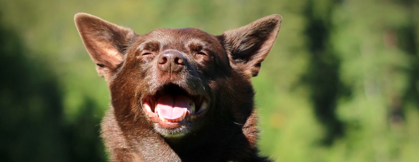 Glad brun hund som sitter på en gräsmatta och kisar mot solen