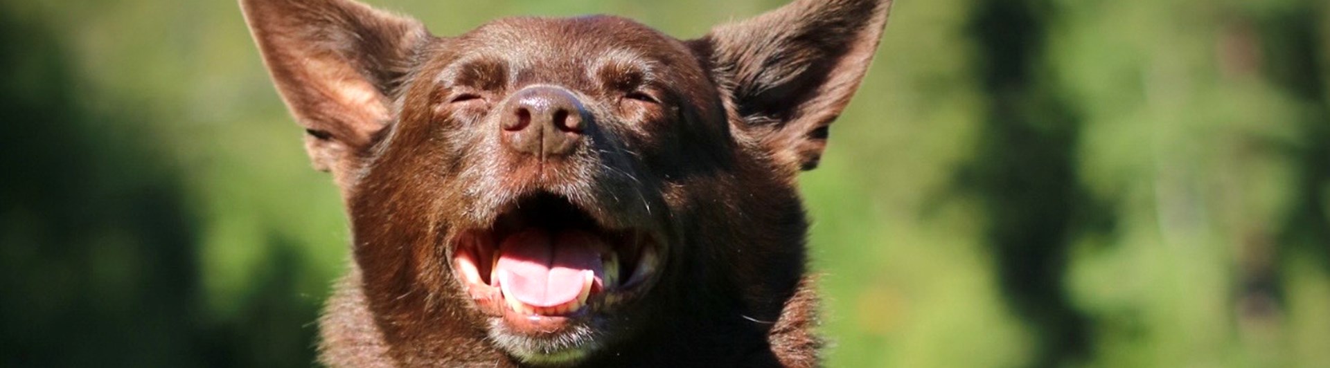 Glad brun hund som sitter på en gräsmatta och kisar mot solen