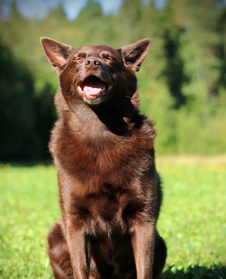Glad brun hund som sitter på en gräsmatta och kisar mot solen