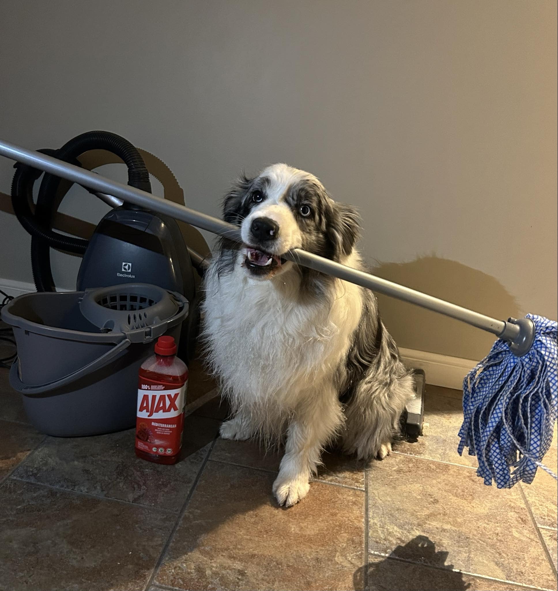 Hund som håller en skurmopp i sin mun och har diverse andra städredskap runt sig.