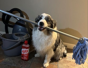 Hund som håller en skurmopp i sin mun och har diverse andra städredskap runt sig.