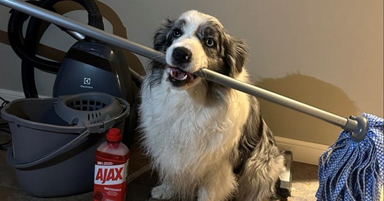 Hund som håller en skurmopp i sin mun och har diverse andra städredskap runt sig.
