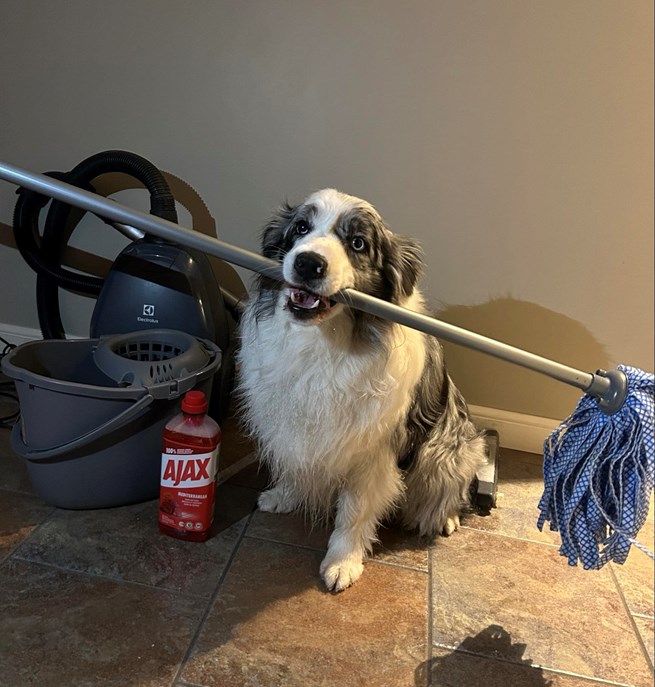Hund som håller en skurmopp i sin mun och har diverse andra städredskap runt sig.