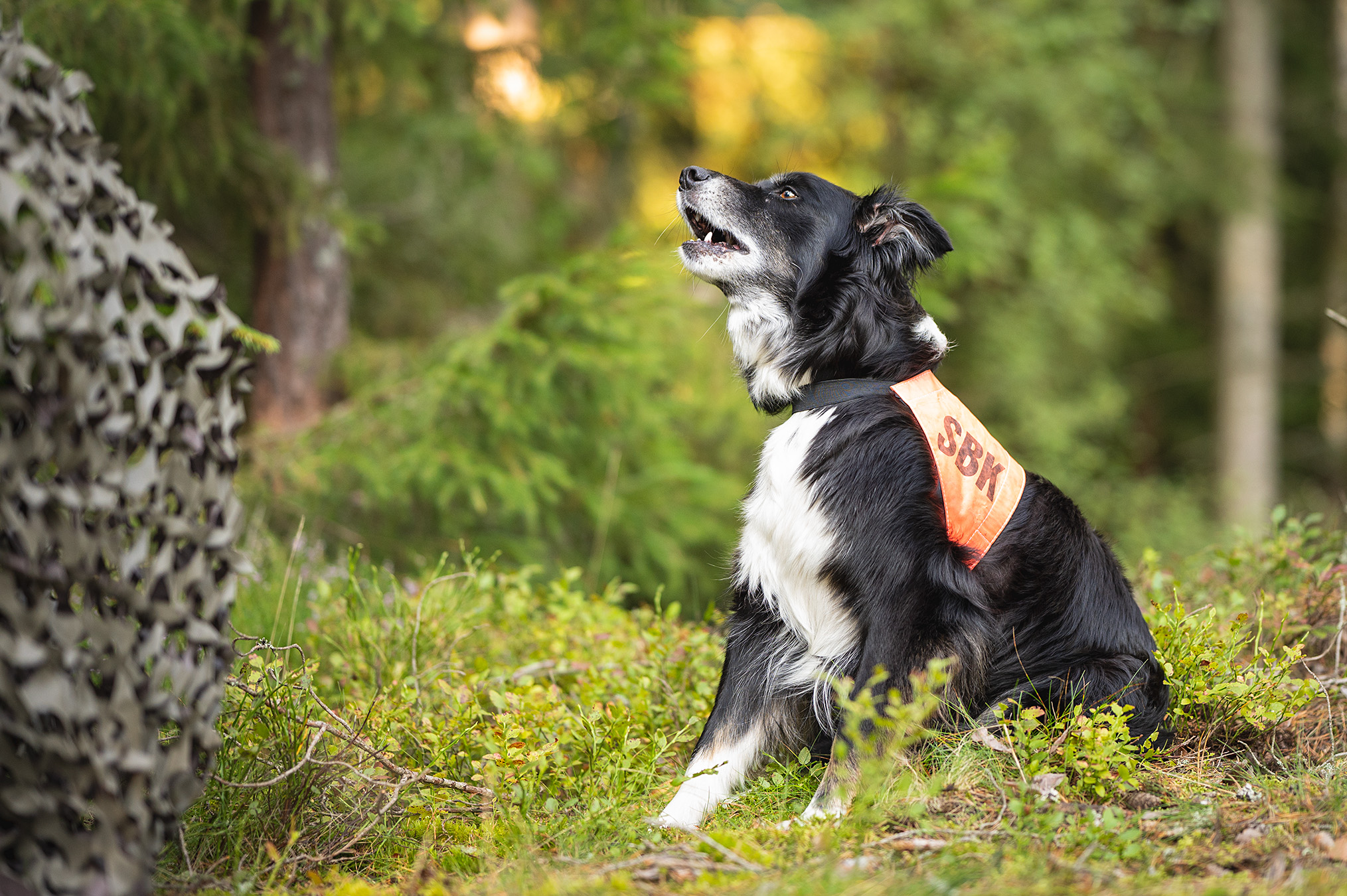 Sökträning med australian shepherd Linna.