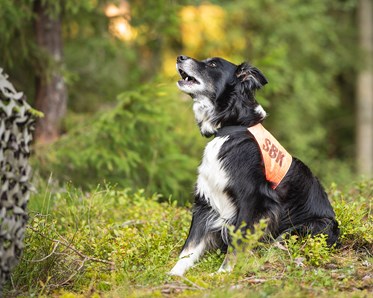 Sökträning med australian shepherd Linna.