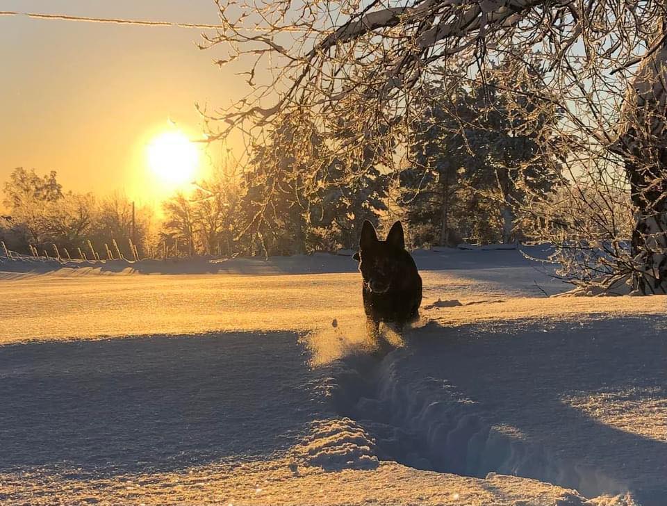 Schäfer som rör sig i ett gnistrande kallt och rimfrostigt snölandskap i motljus