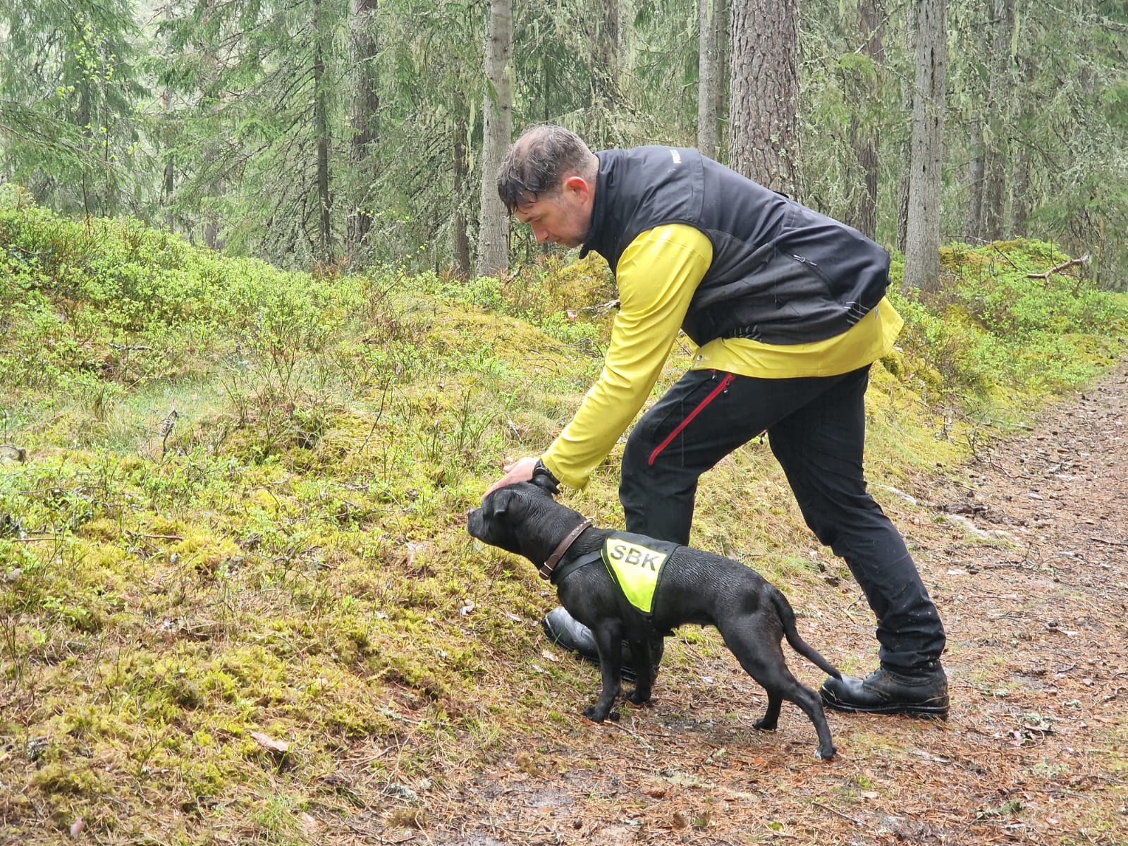 Staffordshire bullterrier i sökskogen tillsammans med husse
