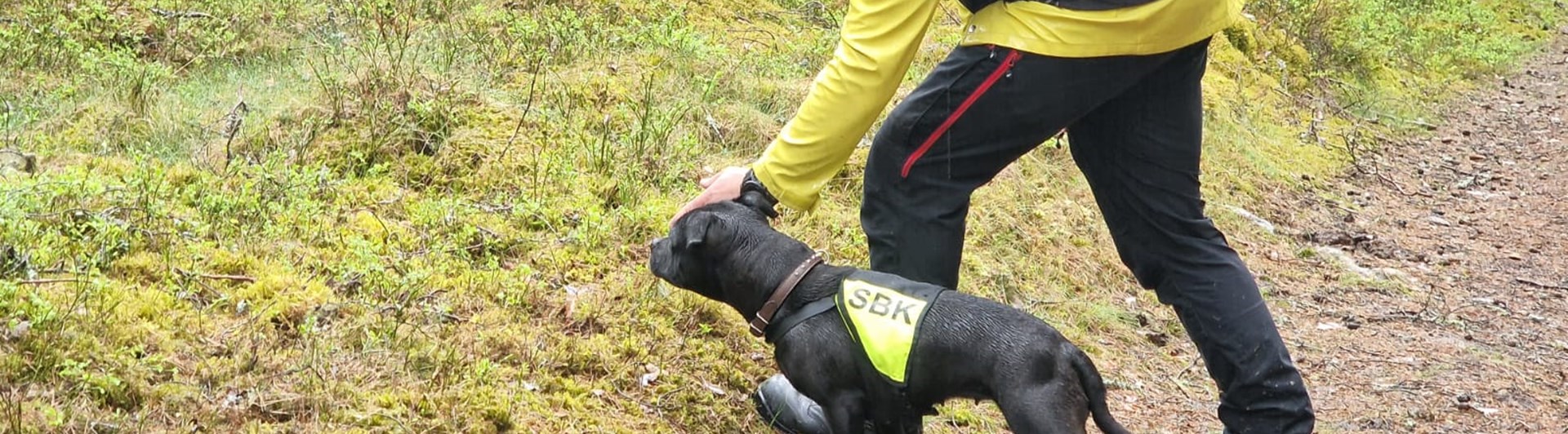 Staffordshire bullterrier i sökskogen tillsammans med husse