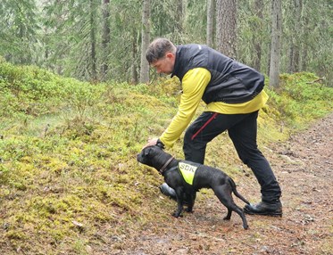 Staffordshire bullterrier i sökskogen tillsammans med husse