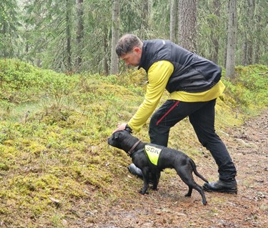 Staffordshire bullterrier i sökskogen tillsammans med husse