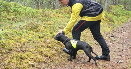 Staffordshire bullterrier i sökskogen tillsammans med husse