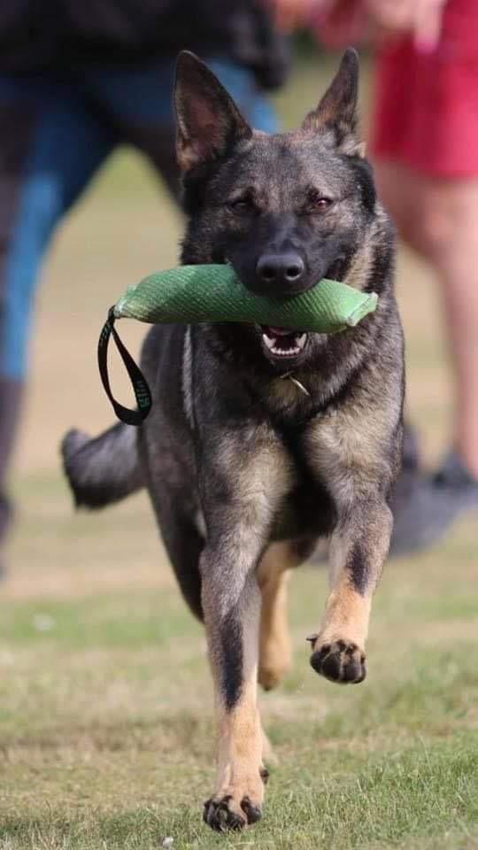 Schäfern Vilya med kampdutt, kort tagit framifrån