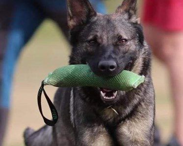 Schäfern Vilya med kampdutt, kort tagit framifrån