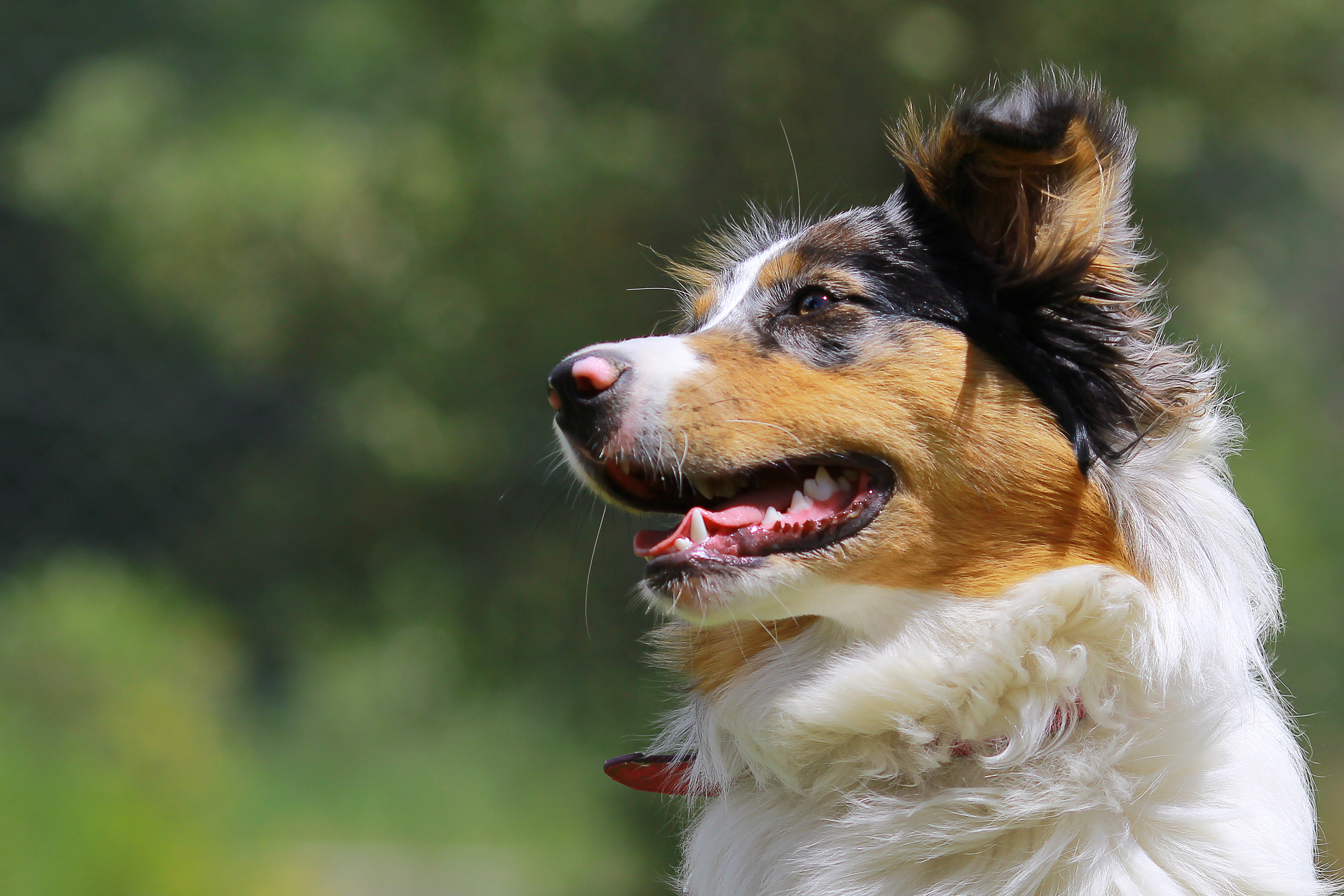 Australian Shepherd i profil