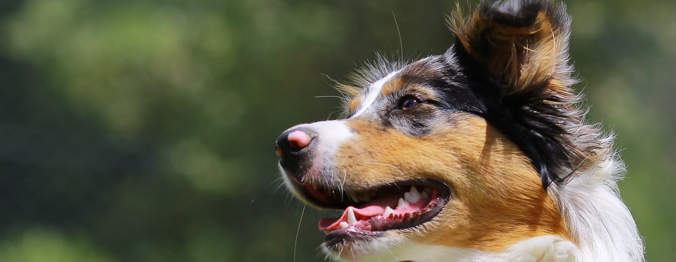 Australian Shepherd i profil