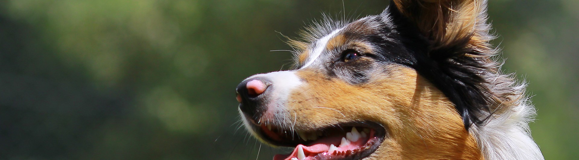 Australian Shepherd i profil