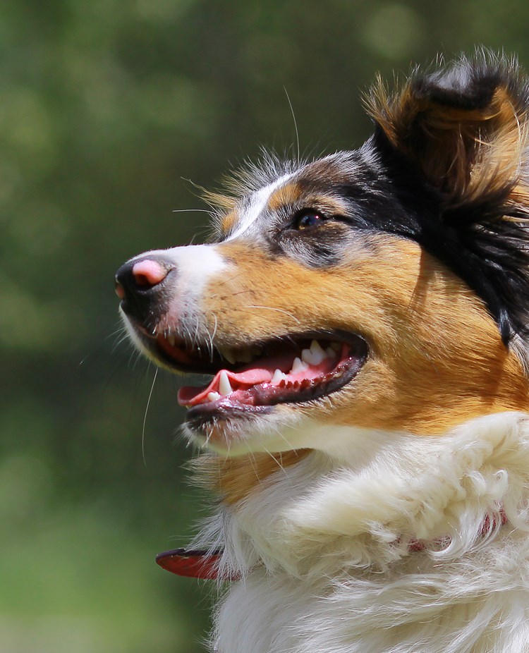 Australian Shepherd i profil