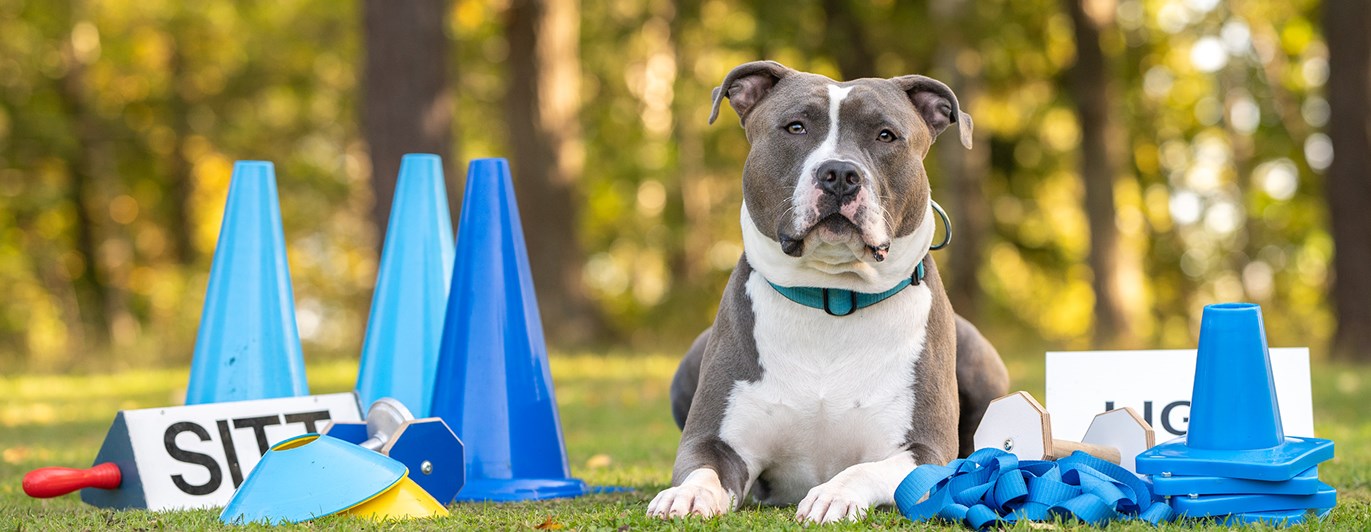 Redo för lydnadsträning
