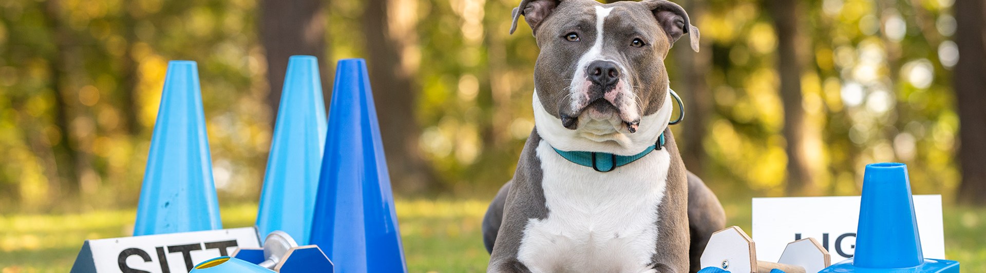 Redo för lydnadsträning