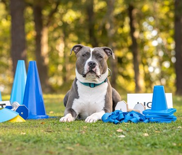 Redo för lydnadsträning