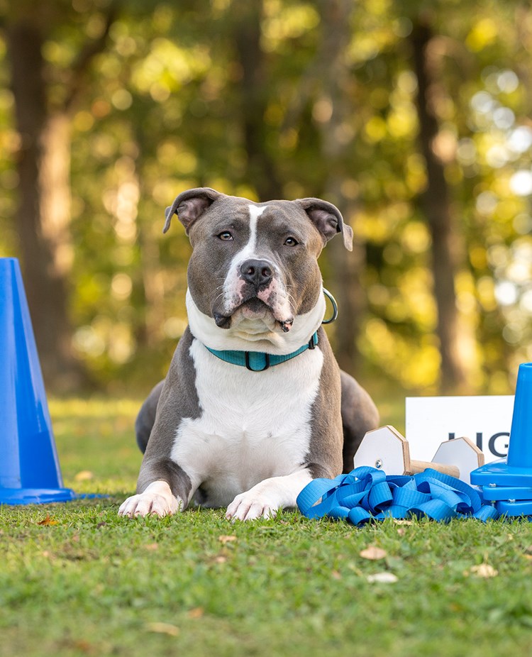 Redo för lydnadsträning