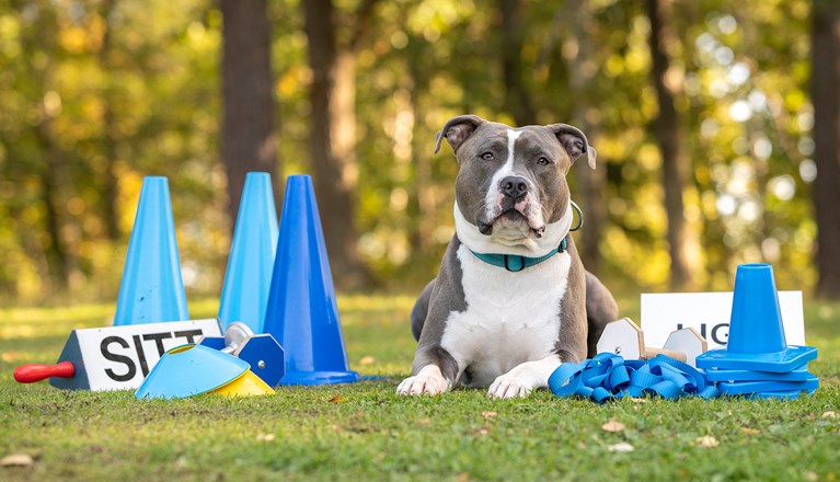 Redo för lydnadsträning