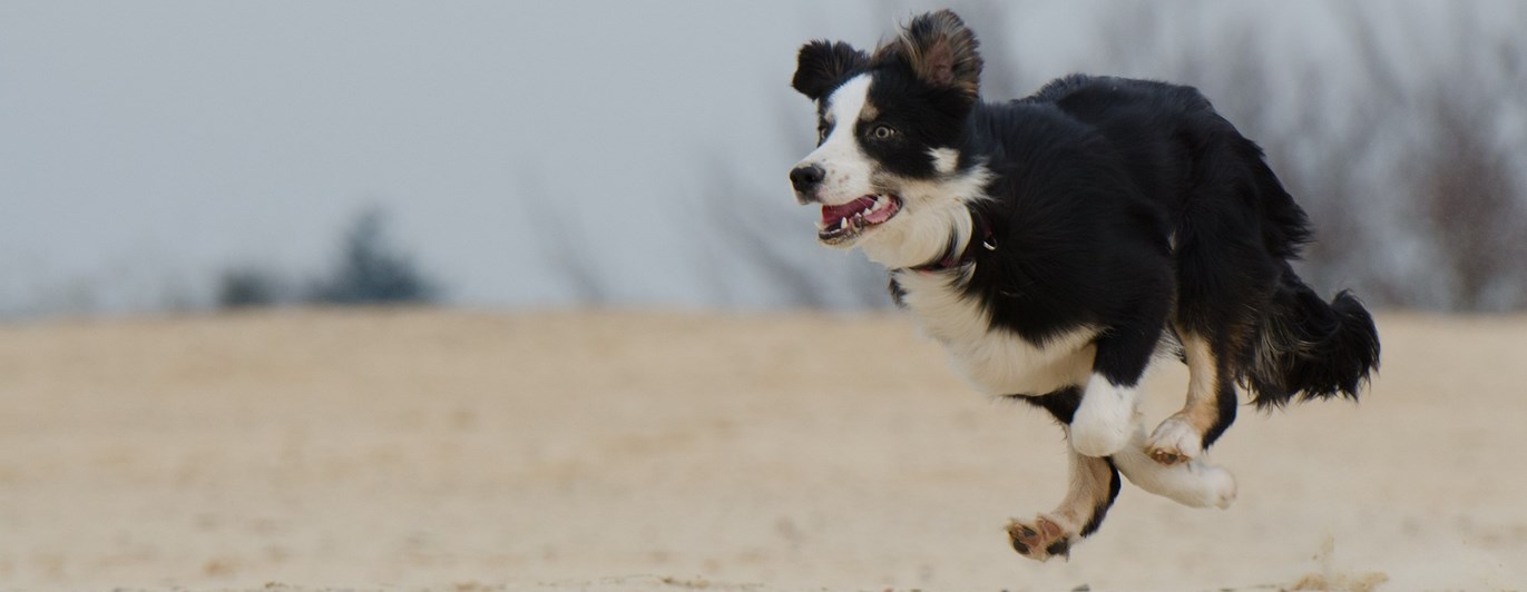 Border collie