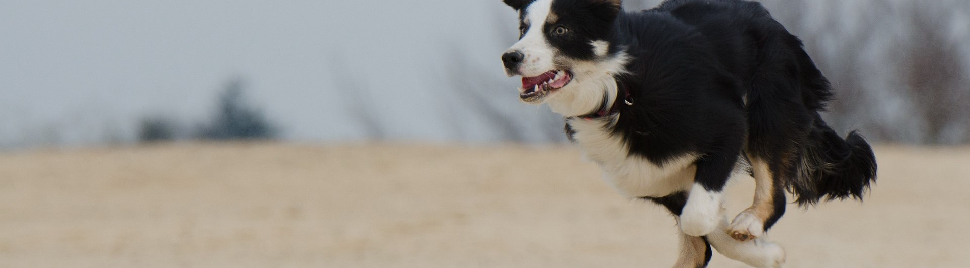 Border collie