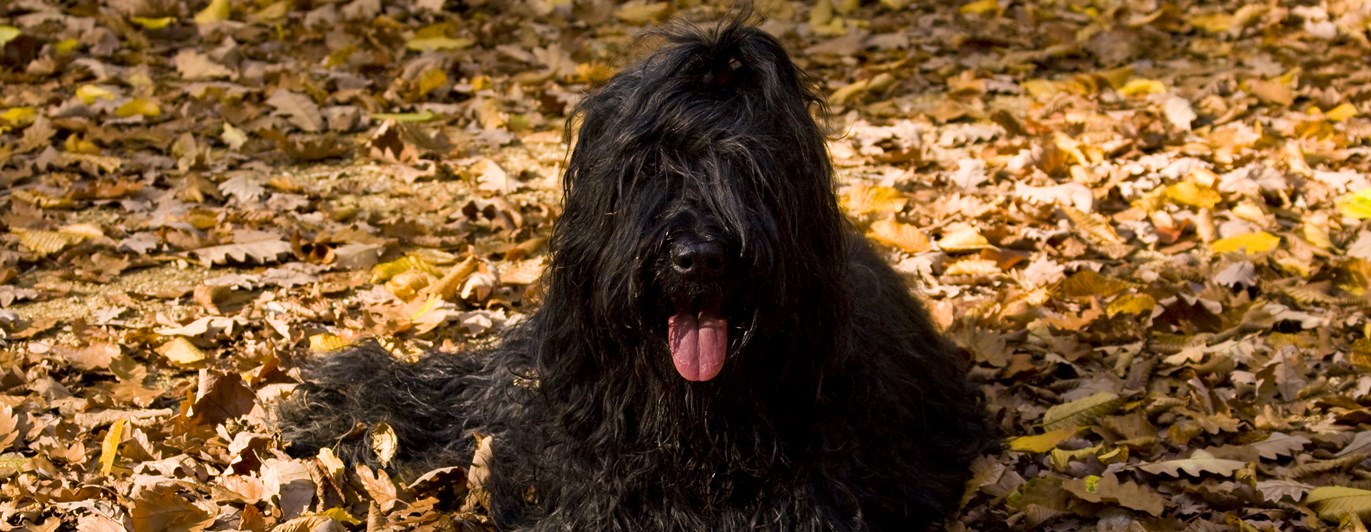 Briard ligger bland höstlöv