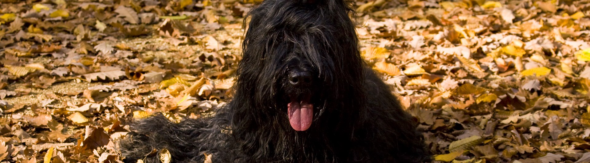 Briard ligger bland höstlöv