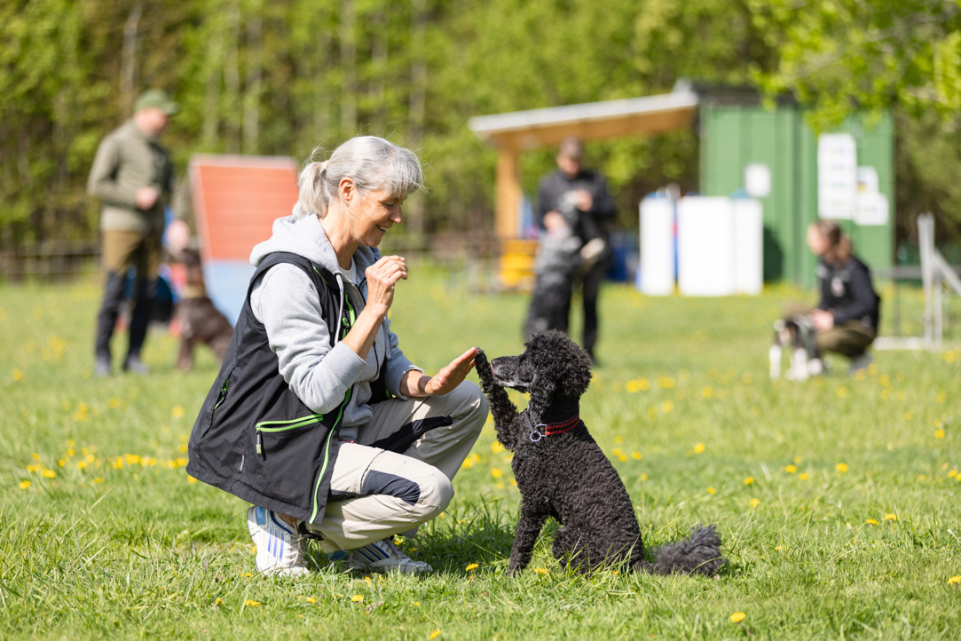 Mellanpudel som gör high five med sin matte. I bakgrunden syns träningskompisarna.
