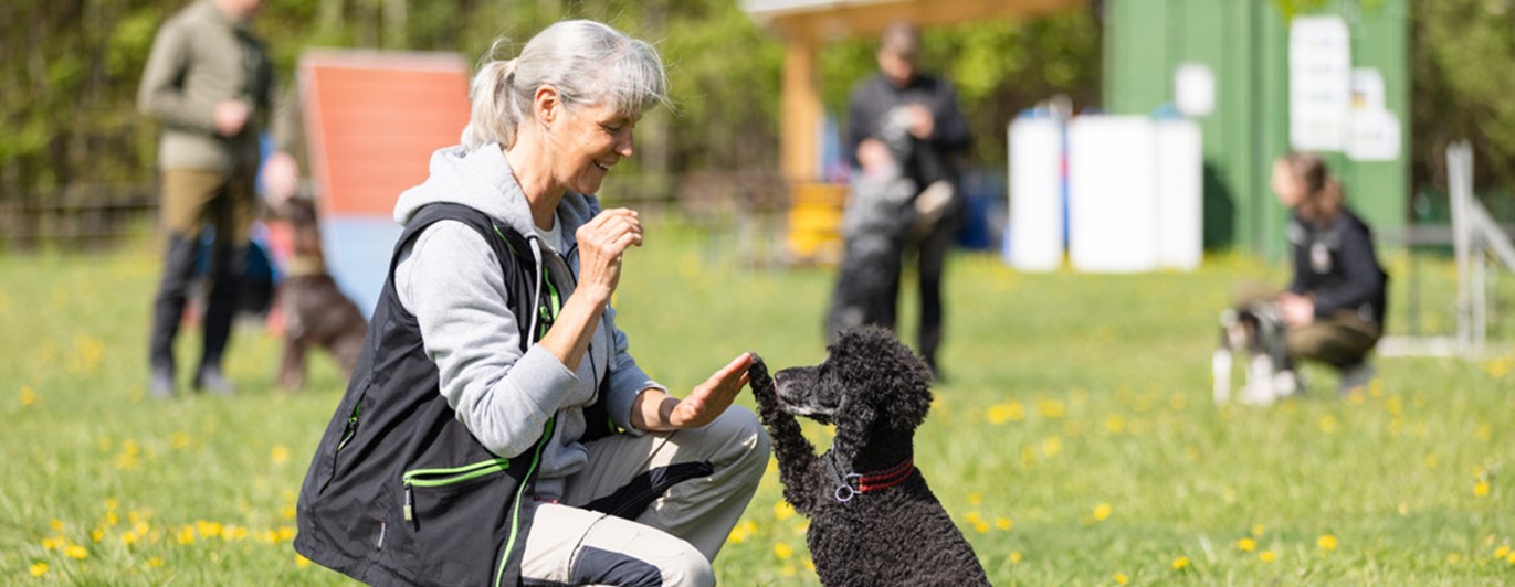Mellanpudel som gör high five med sin matte. I bakgrunden syns träningskompisarna.