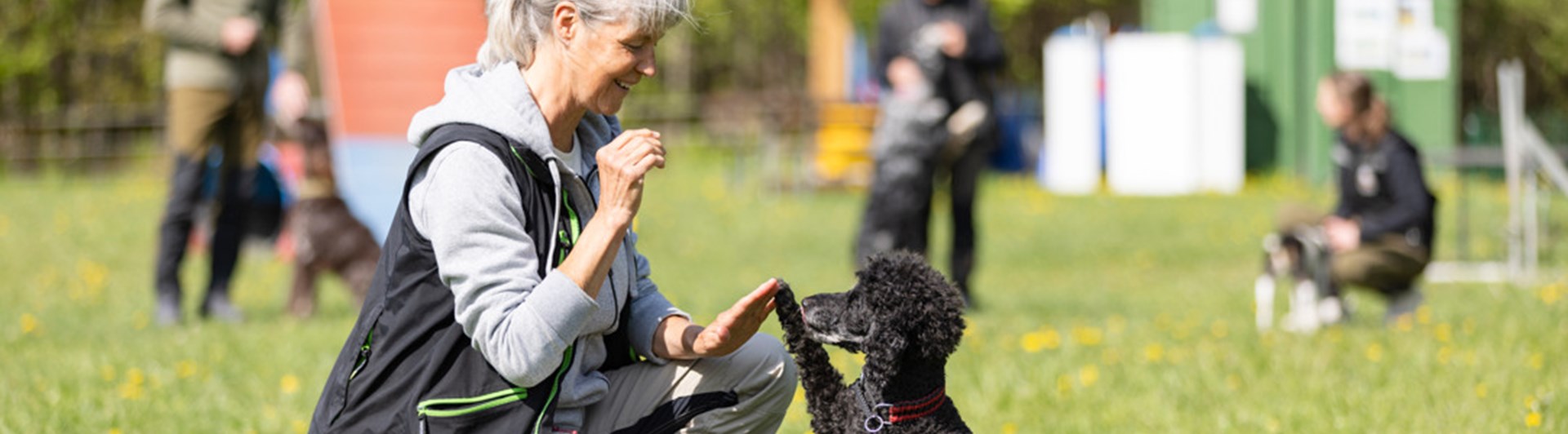 Mellanpudel som gör high five med sin matte. I bakgrunden syns träningskompisarna.