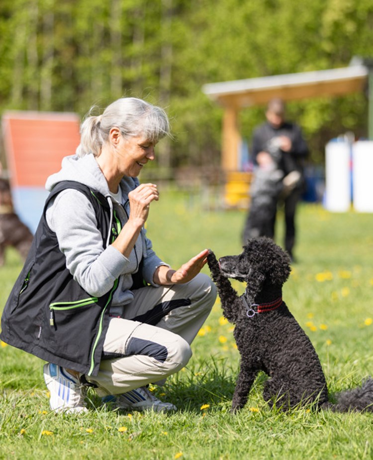 Mellanpudel som gör high five med sin matte. I bakgrunden syns träningskompisarna.