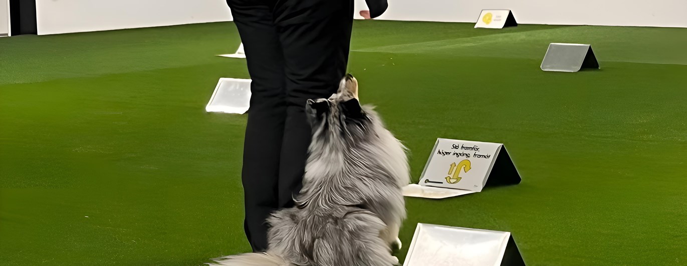 Rallyträning med Shetland sheepdog inomhus i hundhall