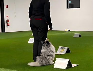 Rallyträning med Shetland sheepdog inomhus i hundhall