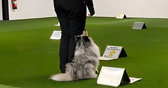 Rallyträning med Shetland sheepdog inomhus i hundhall