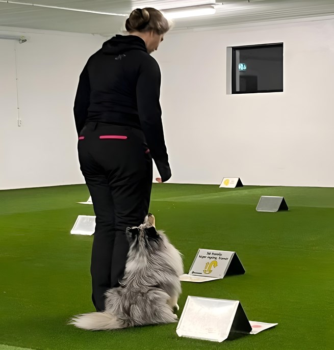 Rallyträning med Shetland sheepdog inomhus i hundhall