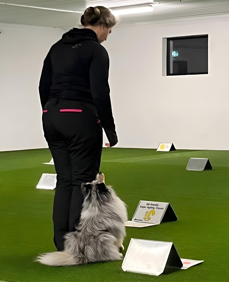 Rallyträning med Shetland sheepdog inomhus i hundhall