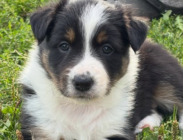 Bordercolievalp Bri