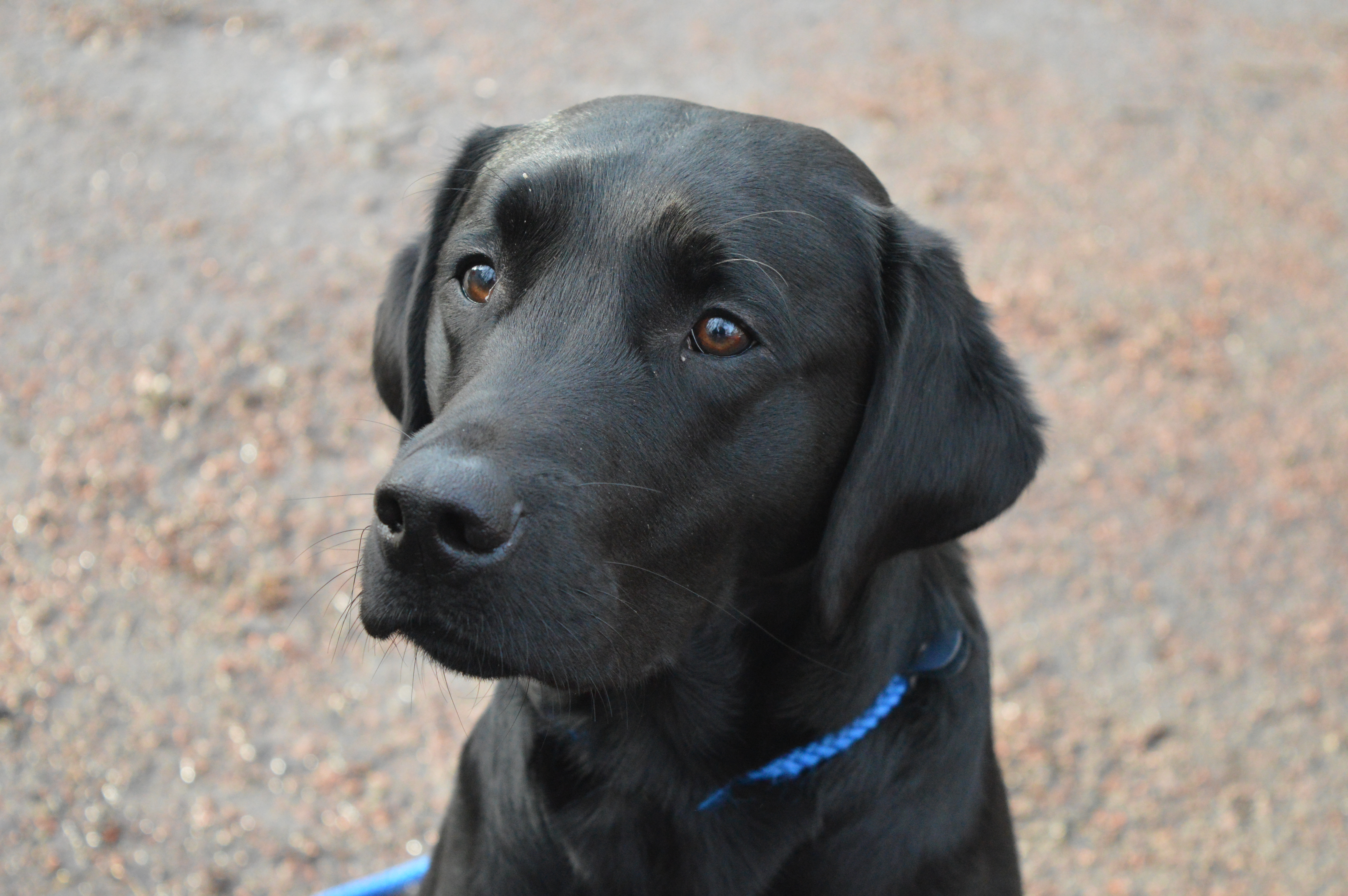 Huvudbild på labrador Xter