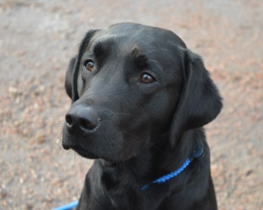 Huvudbild på labrador Xter
