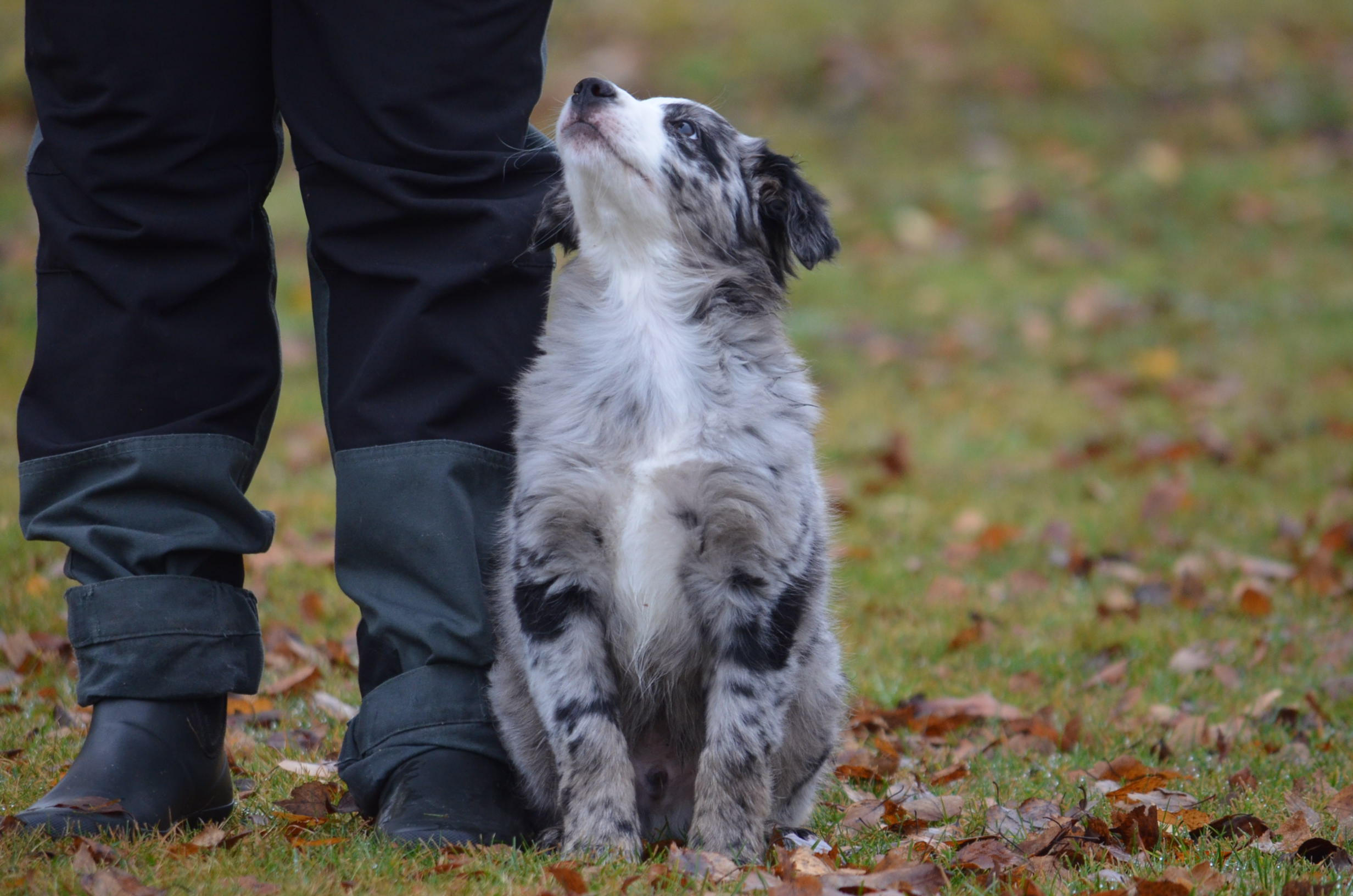 En Australian shepherd valp som sitter vid sidan av sin ägare.