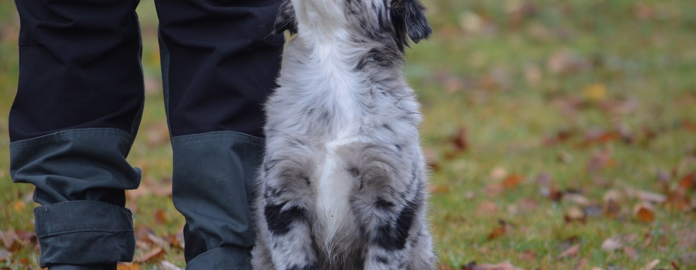 En Australian shepherd valp som sitter vid sidan av sin ägare.