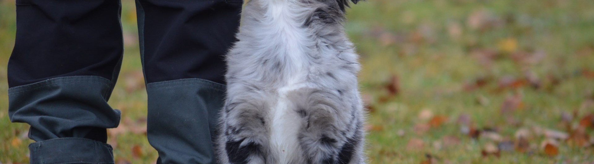 En Australian shepherd valp som sitter vid sidan av sin ägare.