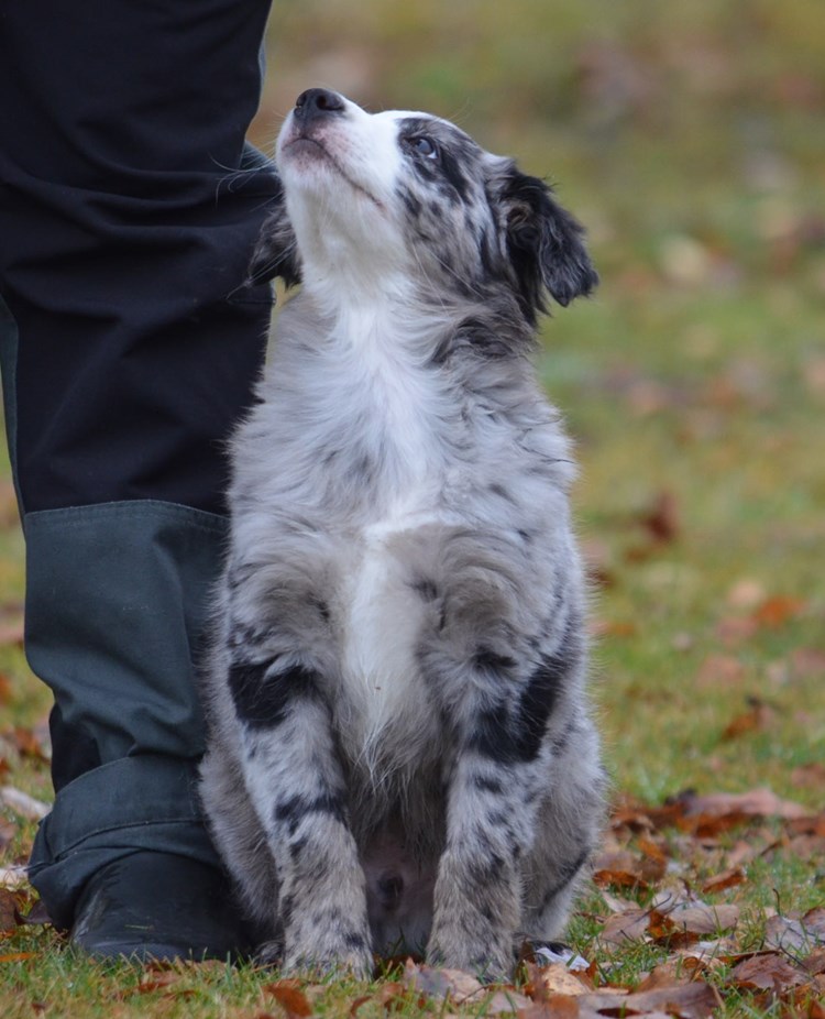 En Australian shepherd valp som sitter vid sidan av sin ägare.