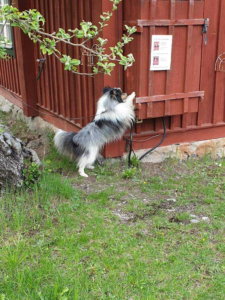 Hund söker på vägg utonhus