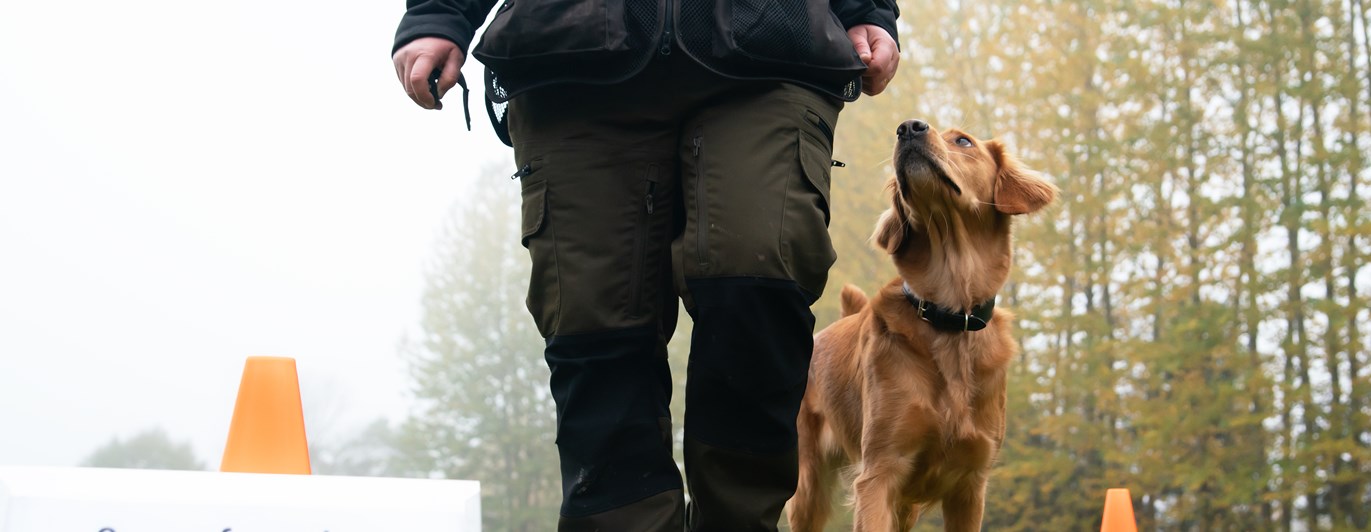 Golden retrievern Önska går på vänster sida om sin förare förbi rallyskylten 8:ans frestelser. Olika saker är utplacerade på marken.