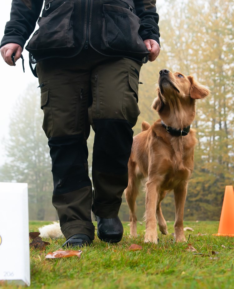 Golden retrievern Önska går på vänster sida om sin förare förbi rallyskylten 8:ans frestelser. Olika saker är utplacerade på marken.